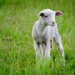 🐑 Pesaj: el Cordero de nuestra redención
